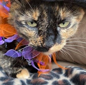 Meet your Posher, Amara